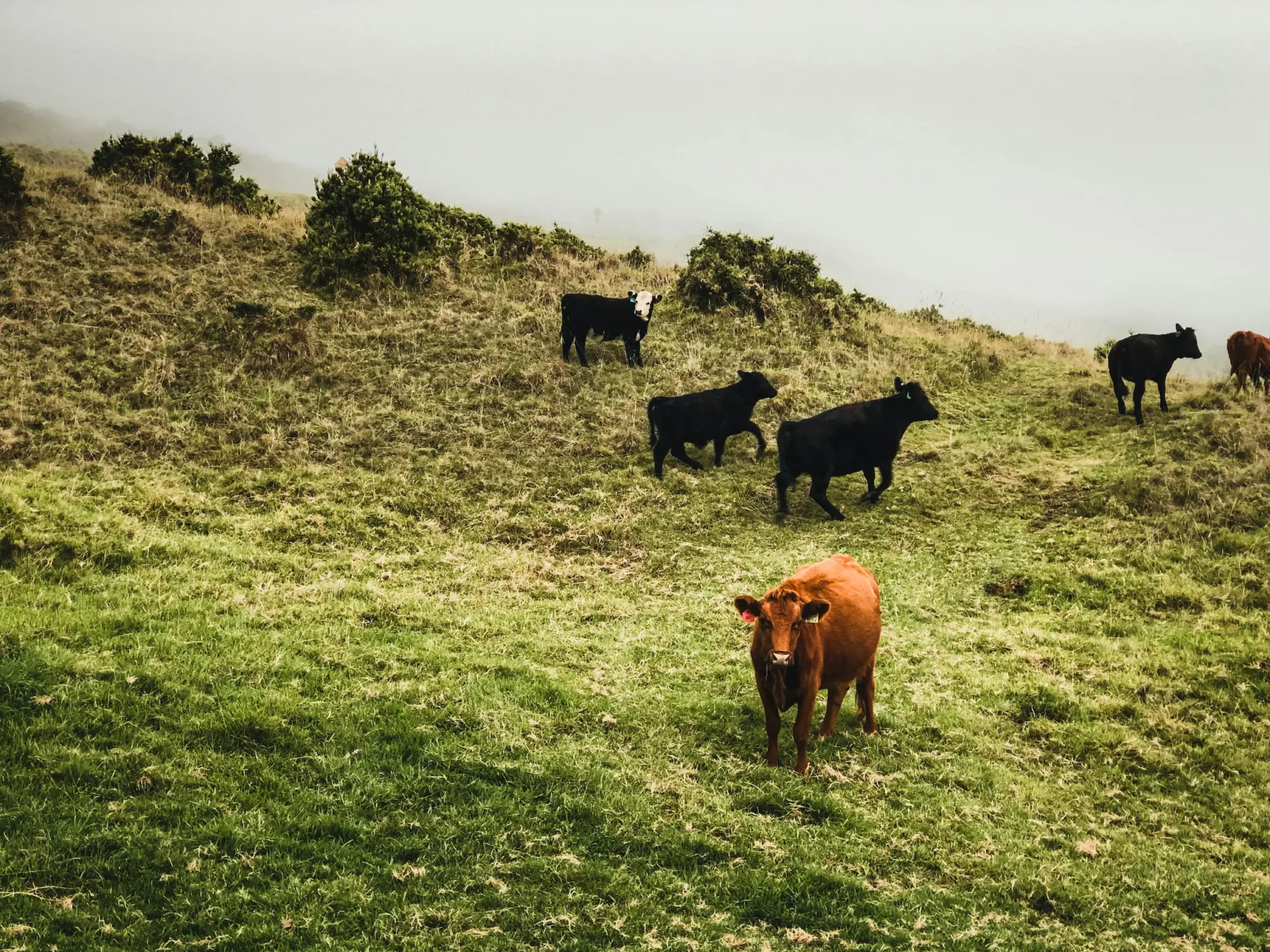 vache dans un pré